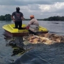 Gegara Bangkai Babi Dibuang Di Sungai, Warga Takut Makan Ikan Gegara Bangkai Babi Dibuang Di Sungai, Warga Takut Makan Ikan